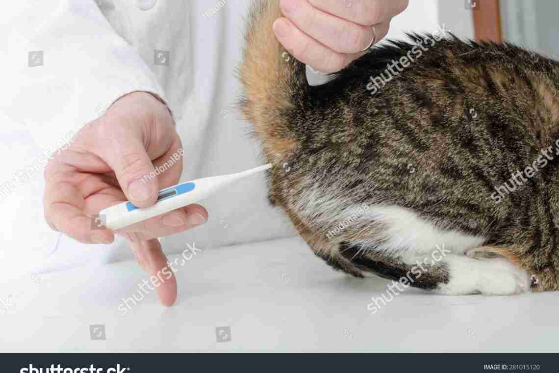 Какая температура тела у кошек?