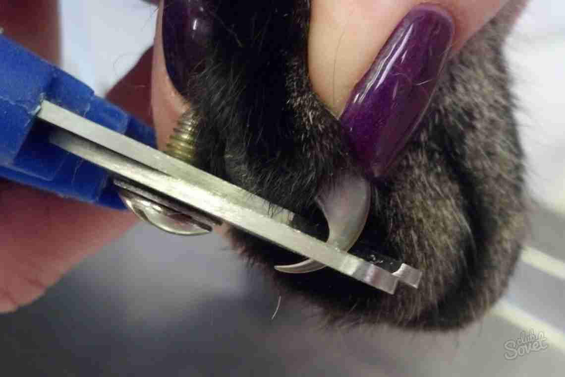 Как подстричь когти коту?