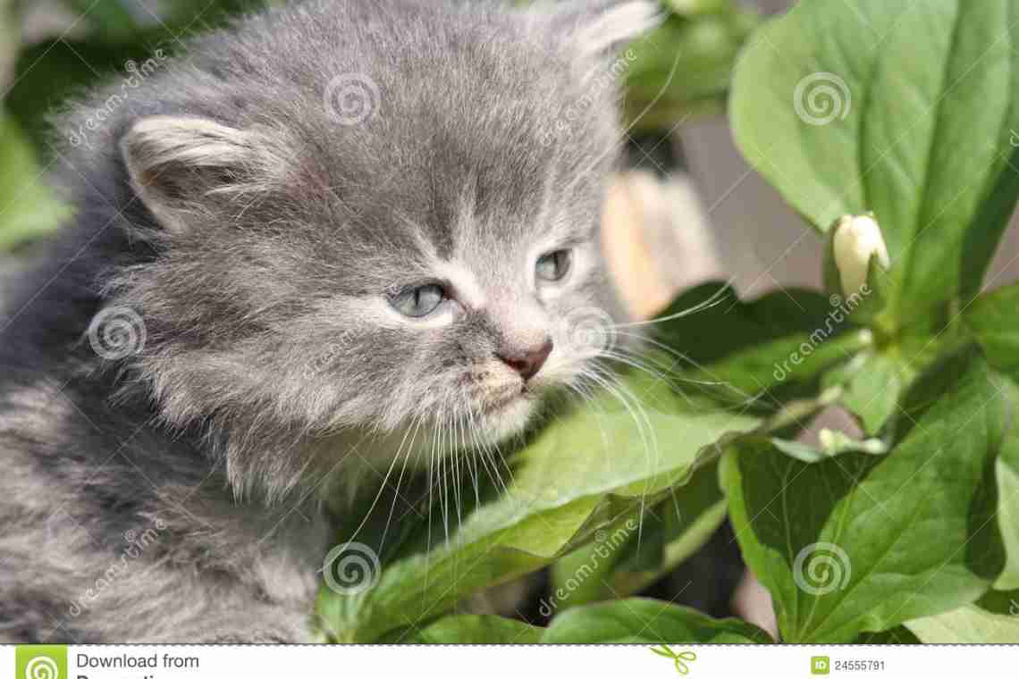 Ядовитые растения для кошек