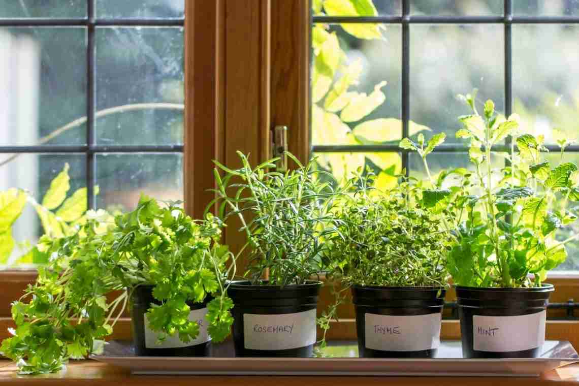 Как вырастить зелень на подоконнике?