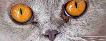 Болезни глаз у кошек