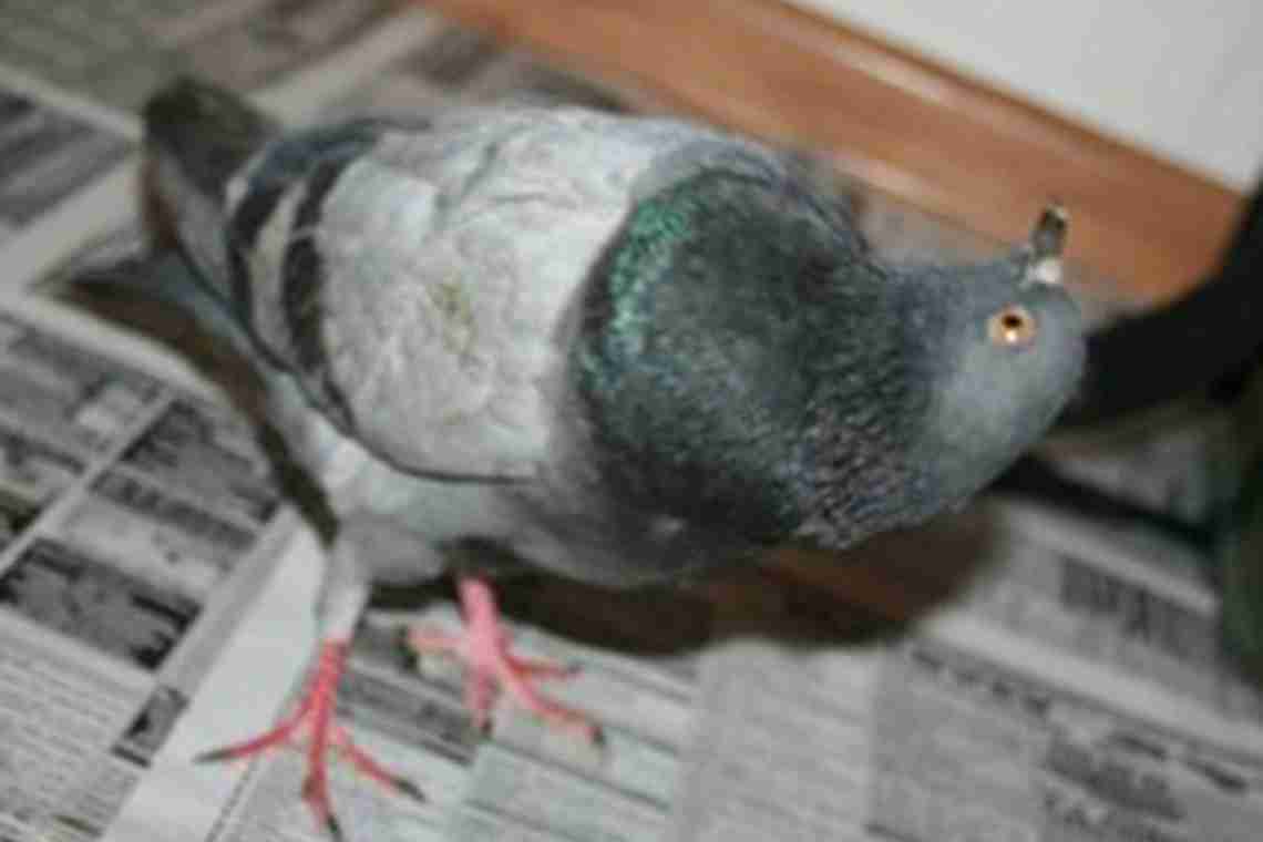 Болезни голубей и их лечение