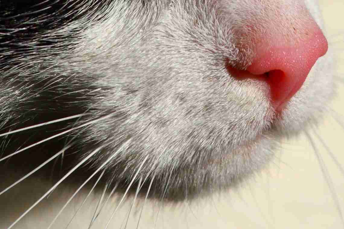 У кошки сухой нос: стоит ли беспокоиться?