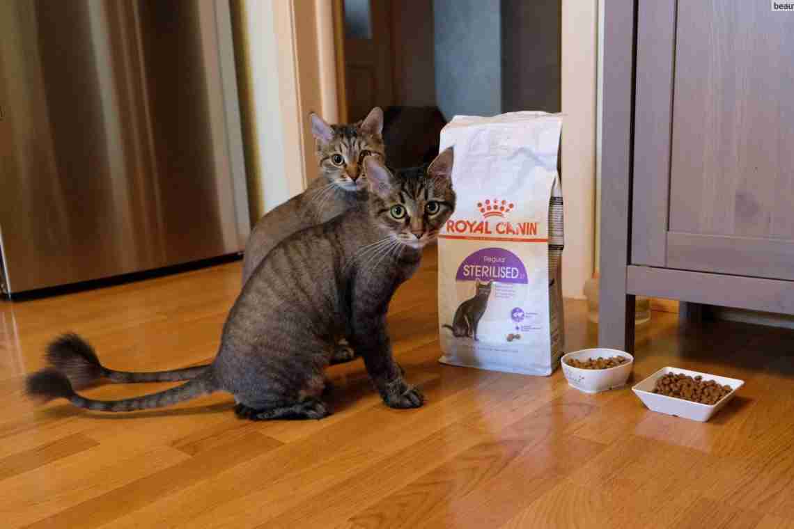 Чем кормить кастрированного кота?