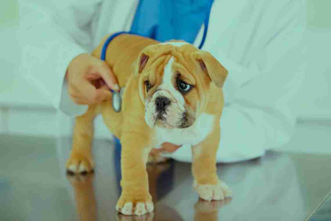 Сердечная недостаточность у собаки – симптомы и лечение
