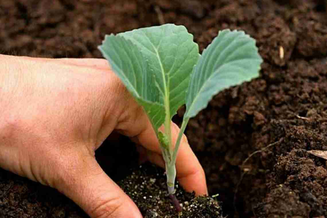 Белокочанная капуста - выращивание и уход