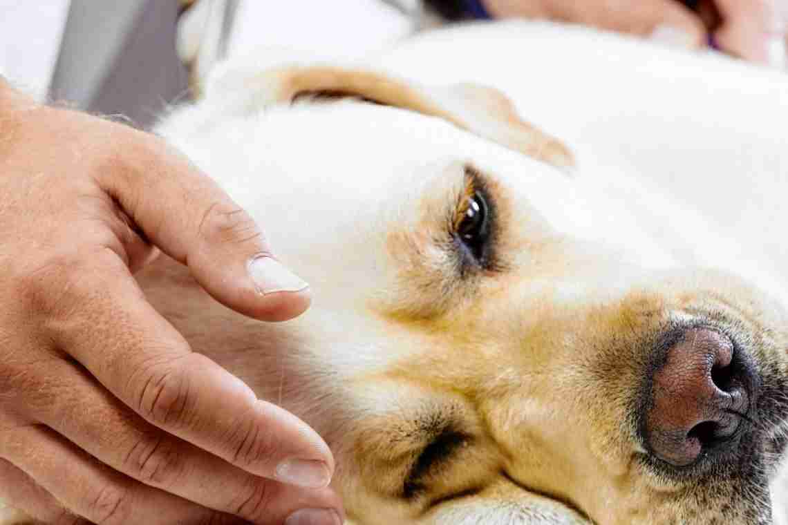 Пироплазмоз у собак: лечение
