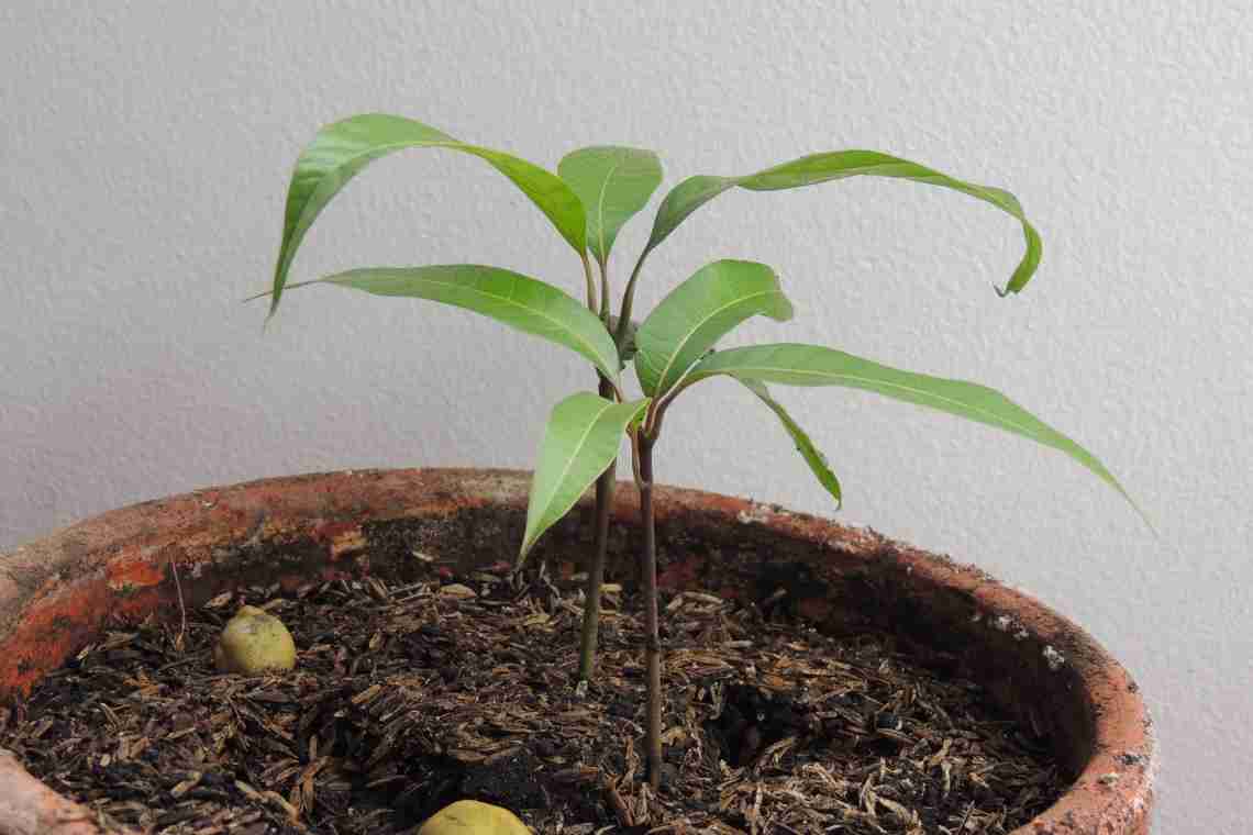 Как вырастить манго из косточки?