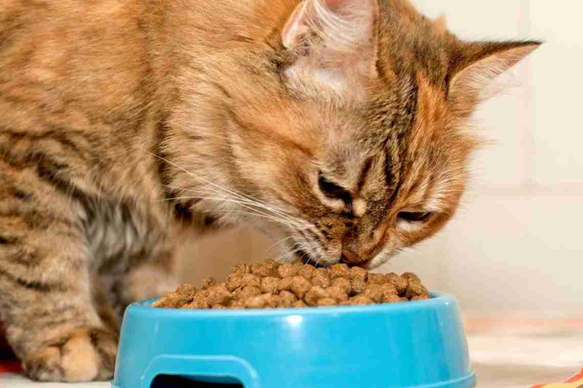 Чем кормить кота?
