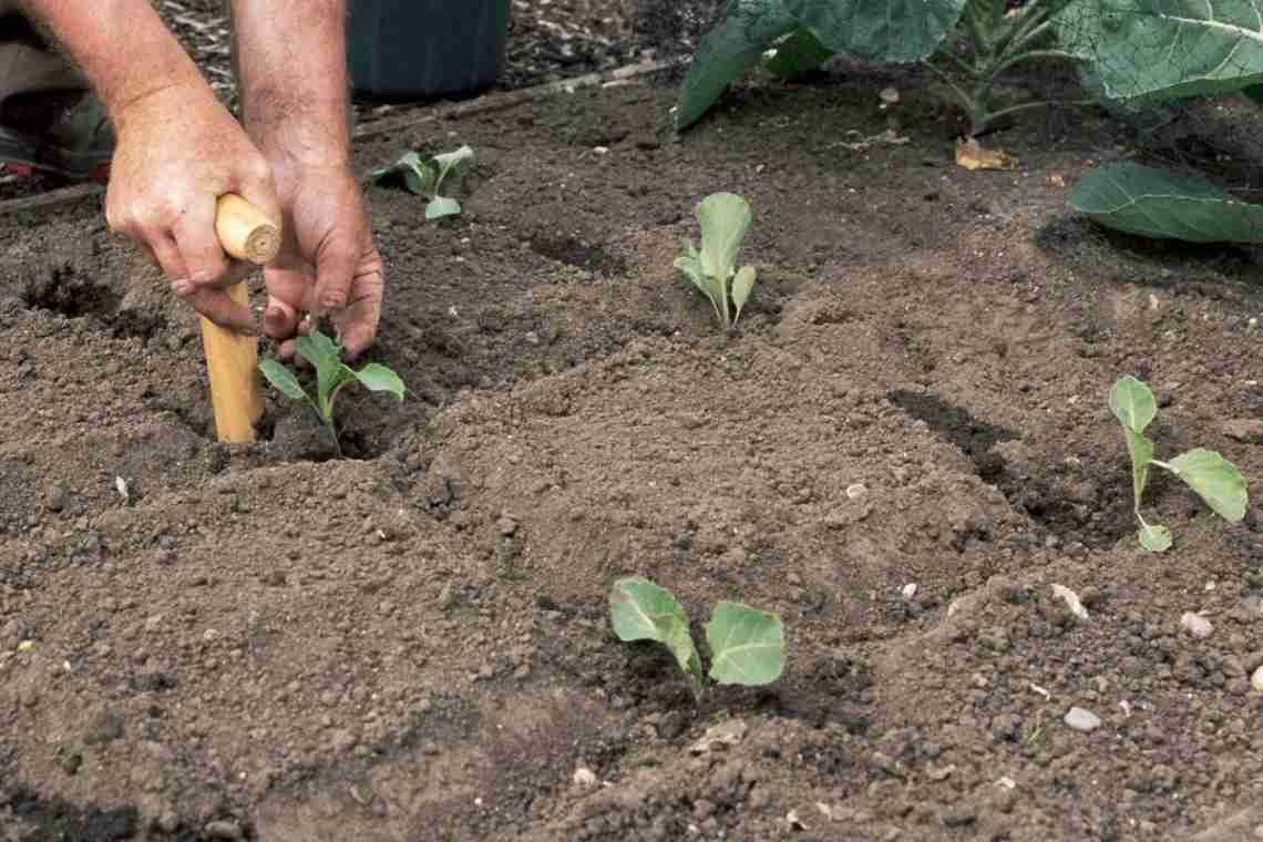 Как посадить капусту?