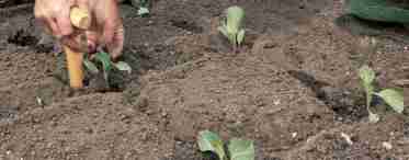 Как посадить капусту?