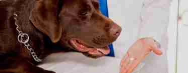 Глисты у собаки - симптомы и лечение от паразитов