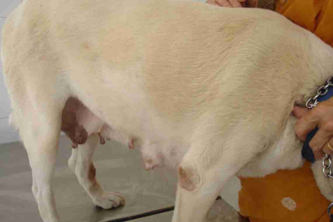 Эндометрит у собак – симптомы и лечение