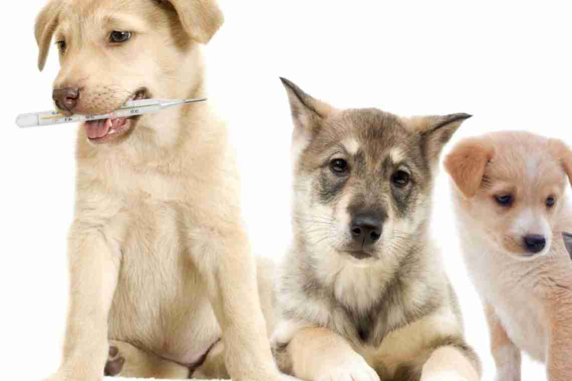 Какая температура у собаки считается нормальной - основные причины отклонения от нормы