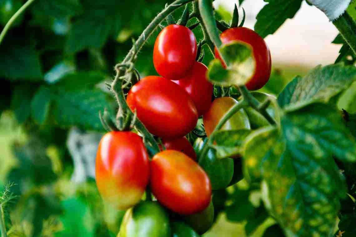 Как вырастить хороший урожай помидор?