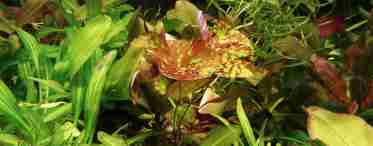 Аквариумное растение криптокорина - условия выращивания и уход