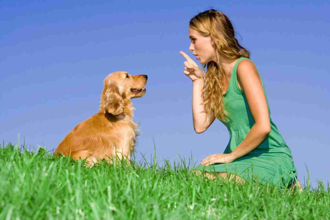 Язык собак - как понять любимца?