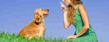 Язык собак - как понять любимца?
