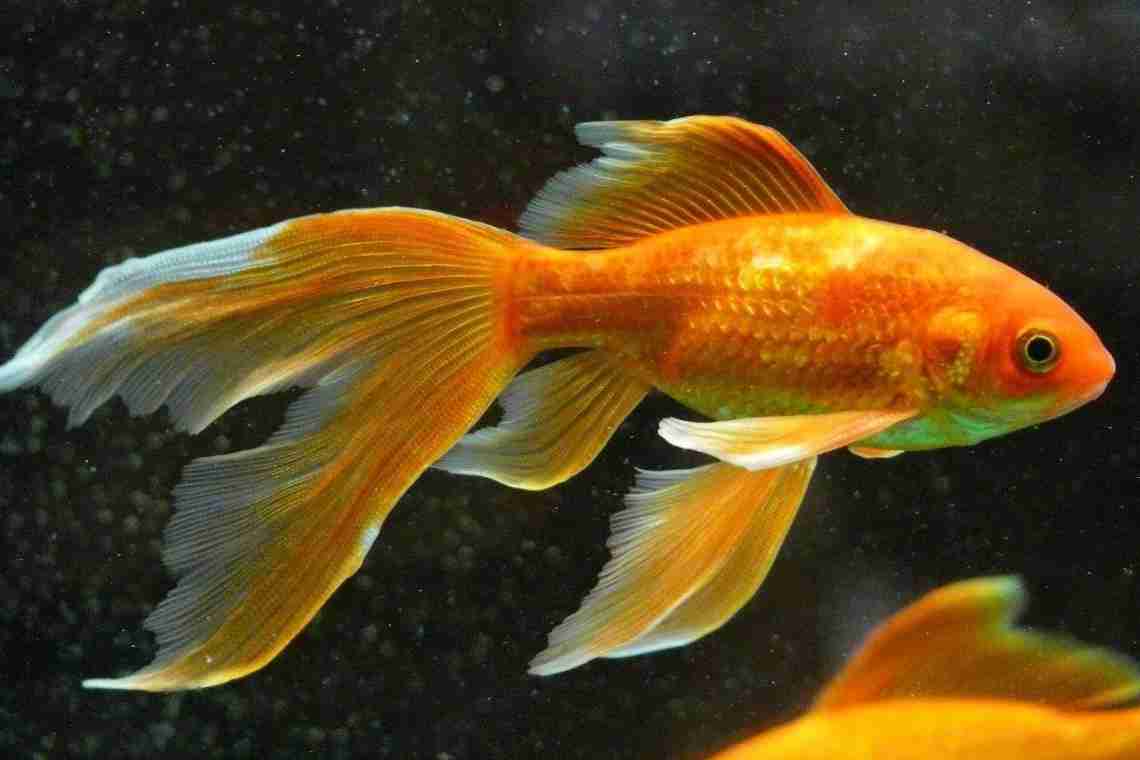 Золотые аквариумные рыбки – виды