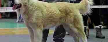 Среднеазиатская овчарка - характеристика породы