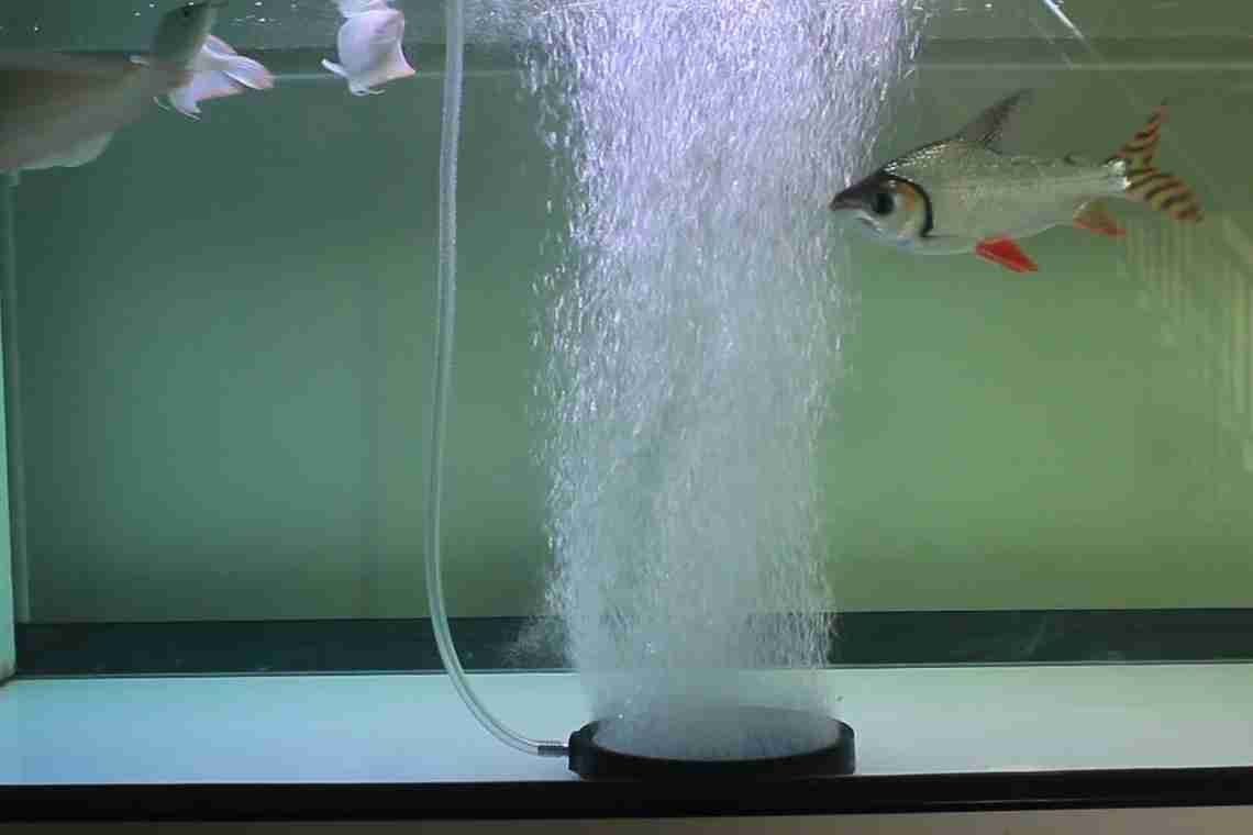 Аэрация воды в аквариуме