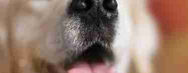 Какой нос должен быть у собаки?