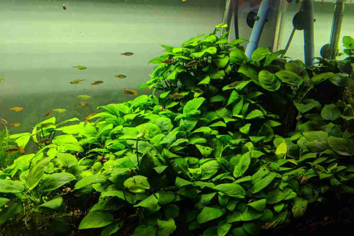 Анубиас - содержание в аквариуме, основные правила для новичков