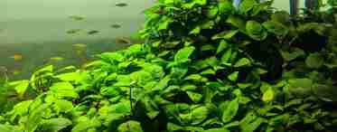 Анубиас - содержание в аквариуме, основные правила для новичков