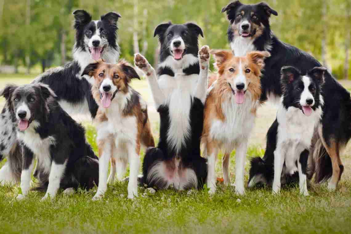 Бордер-колли – описание и история породы, плюсы и минусы, характер и правила содержания собаки