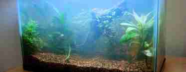 Зеленеет вода в аквариуме, что делать - причины и способы борьбы