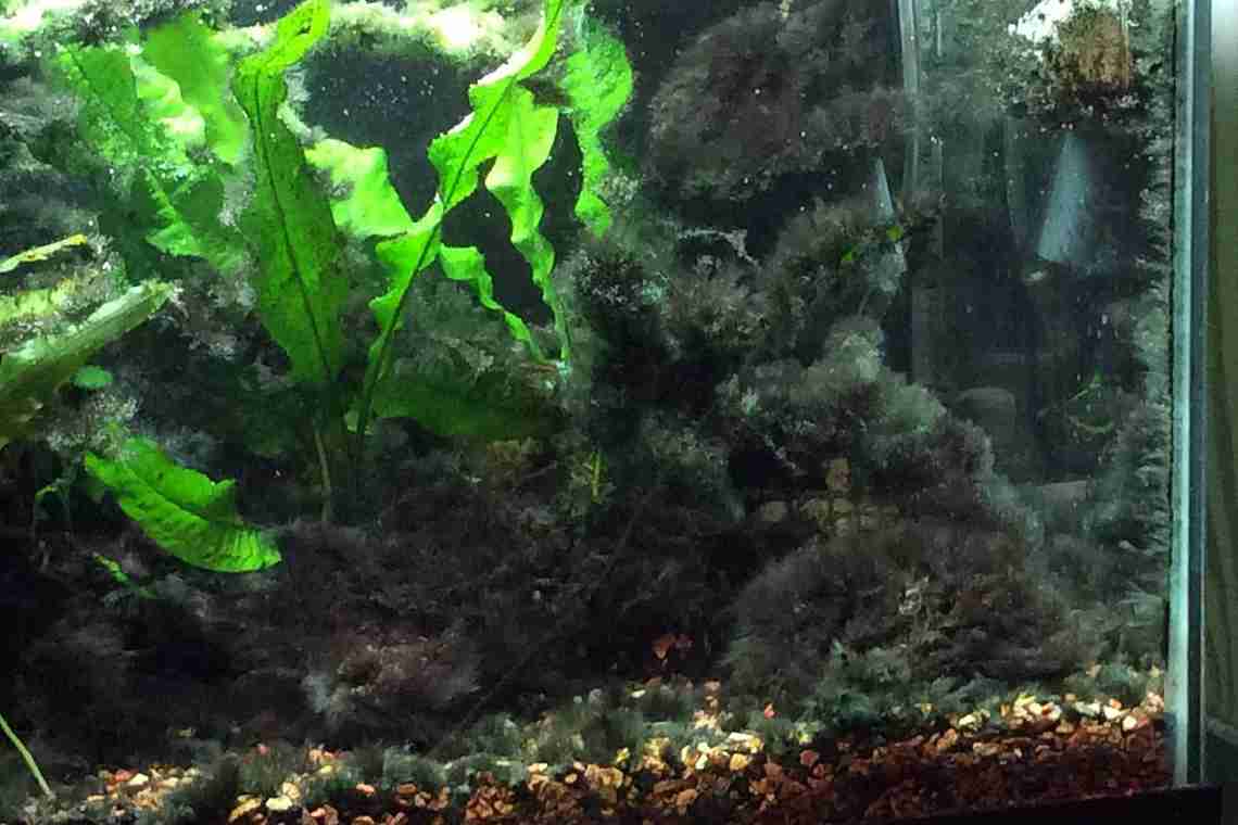 Бурые водоросли в аквариуме - борьба