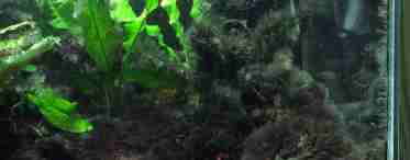 Бурые водоросли в аквариуме - борьба