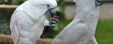 Попугай какаду - особенности содержания и ухода