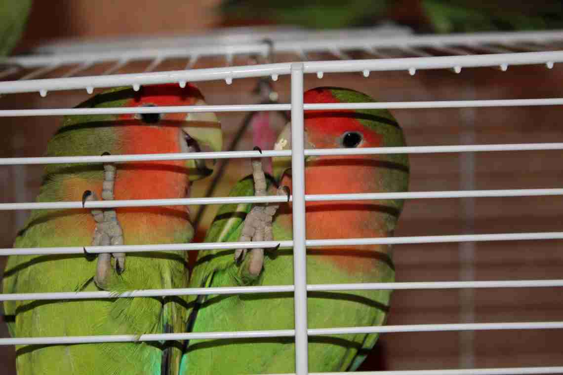 Попугаи неразлучники - особенности содержания и ухода