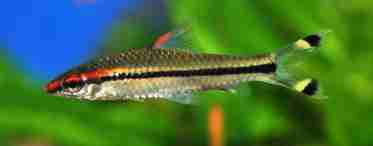 Барбус денисони - правила содержания экзотической рыбки