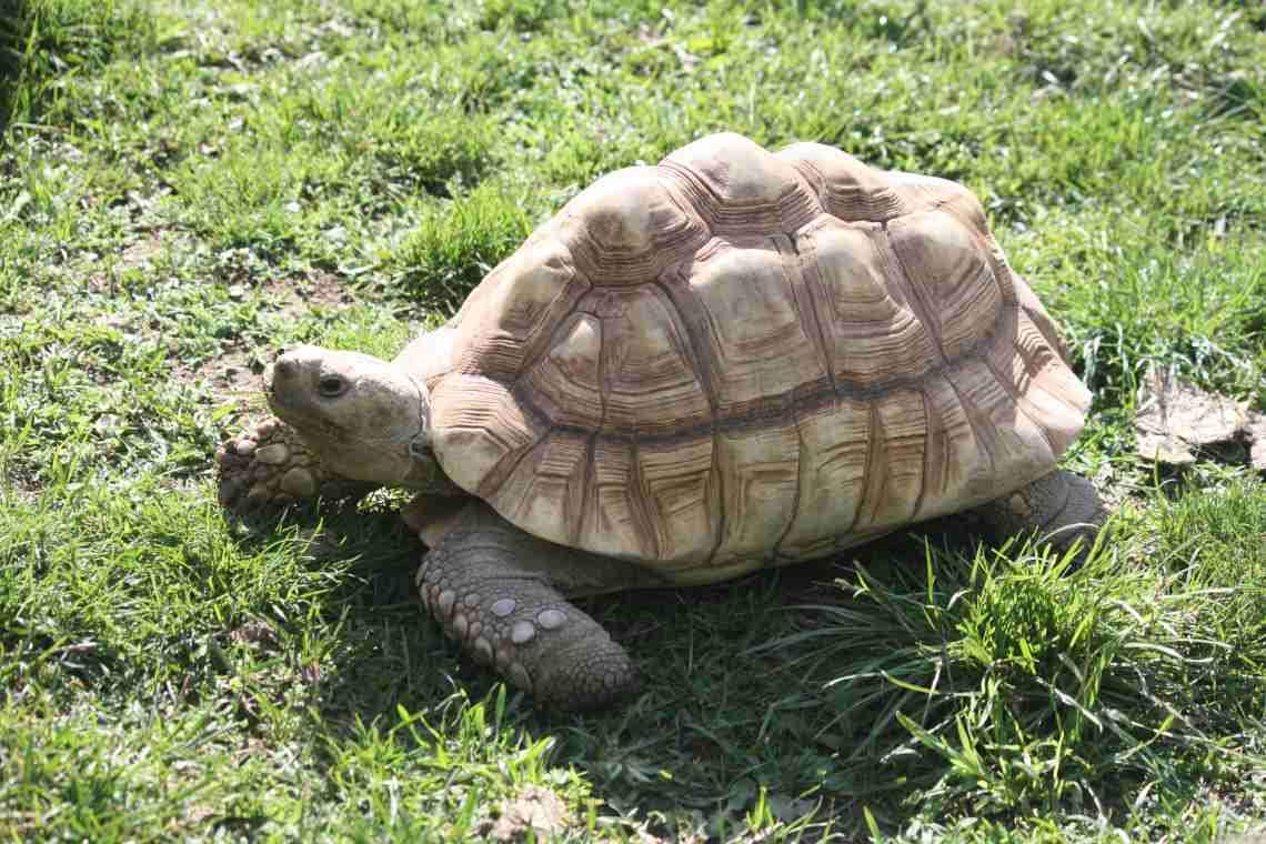 Сколько живут сухопутные черепахи?