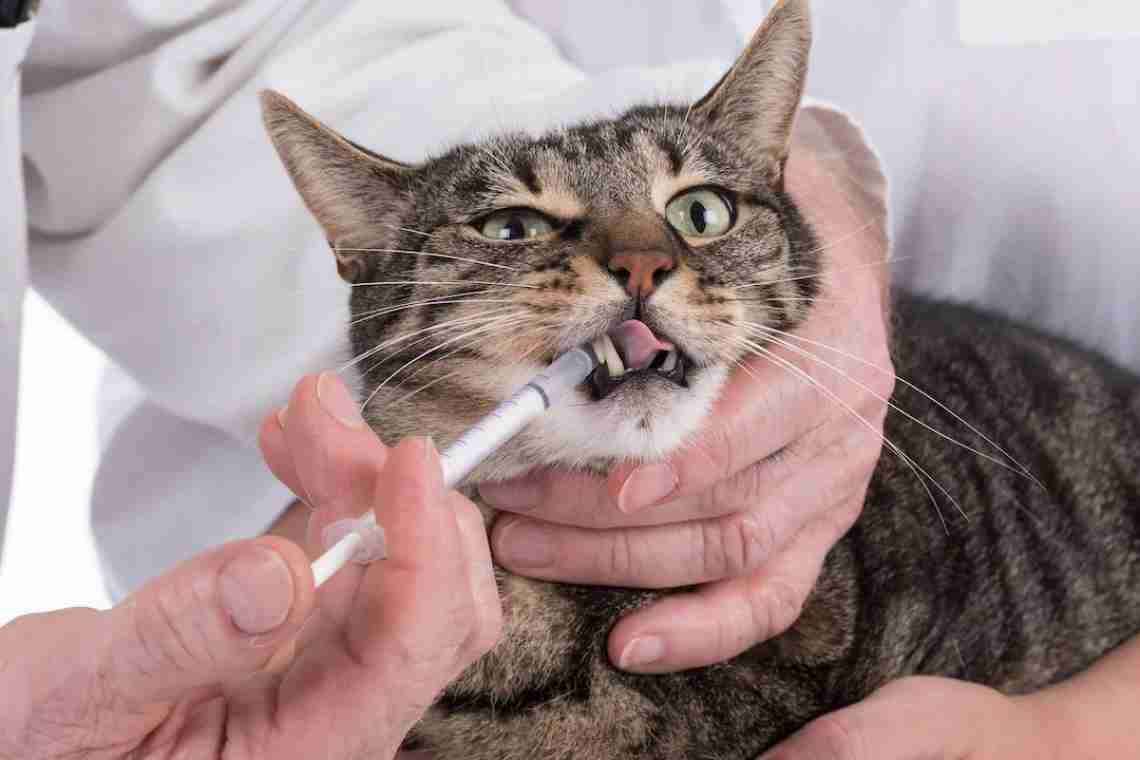 Как дать коту таблетку?