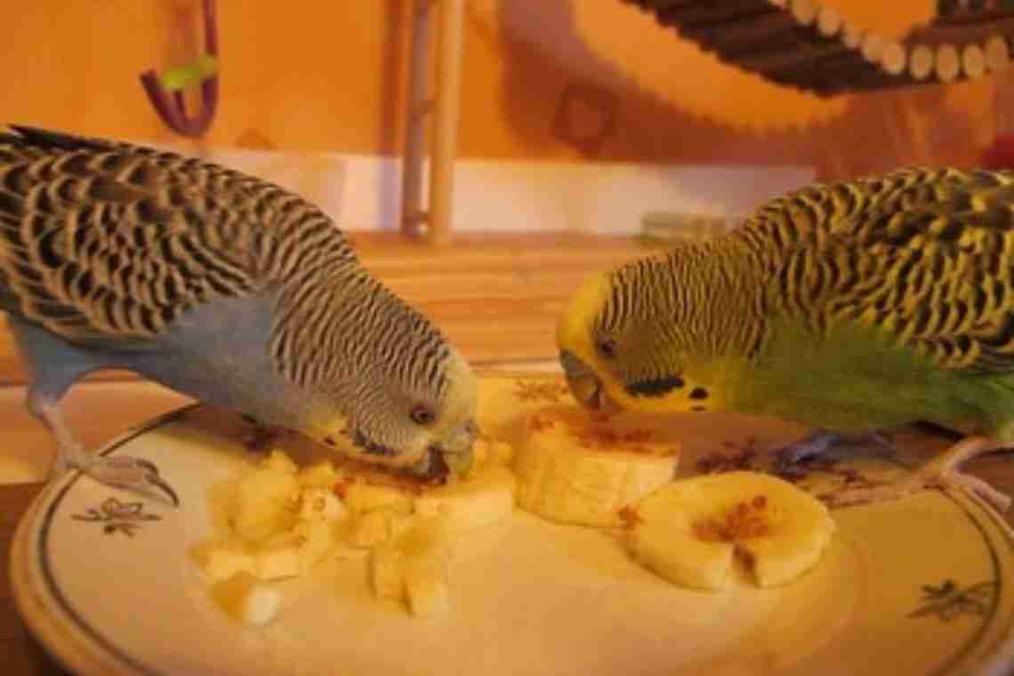 Чем кормить попугая?