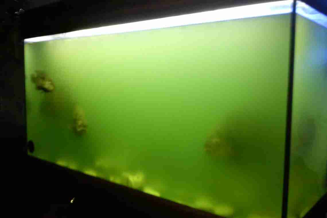 Почему на стенках аквариума появляется зелень?
