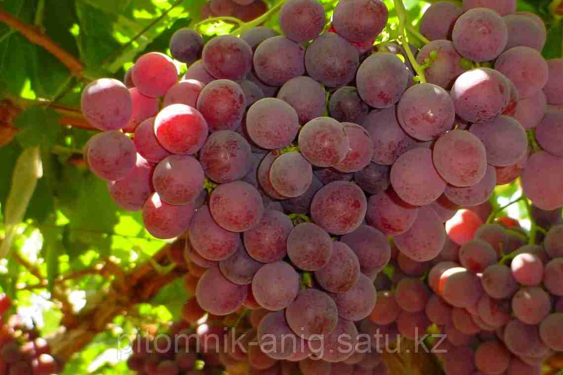 Опис винограду Ред Глоб