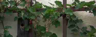 Вирощування дикого винограду на паркані