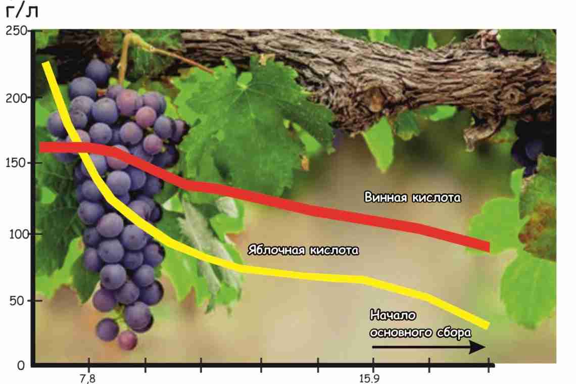 Опис виноград Знахідка