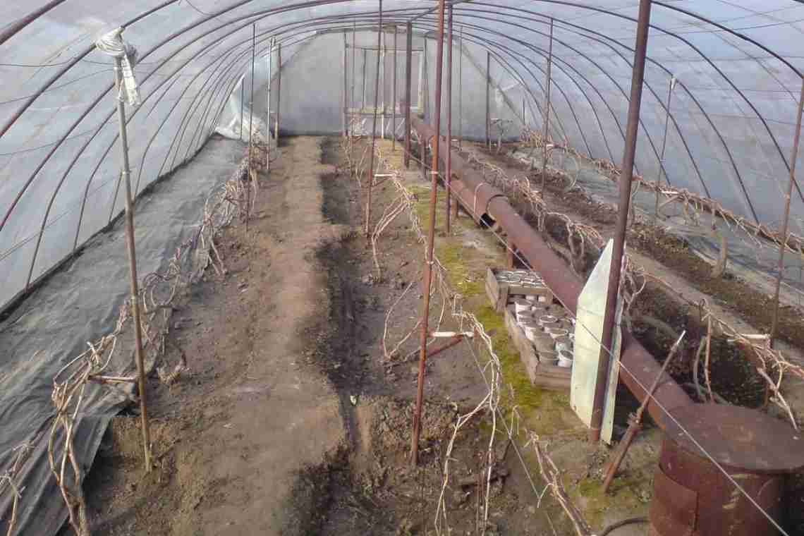 Правила вирощування винограду в теплиці з полікарбонату