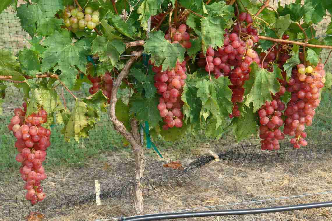 Вирощування винограду Сенатор