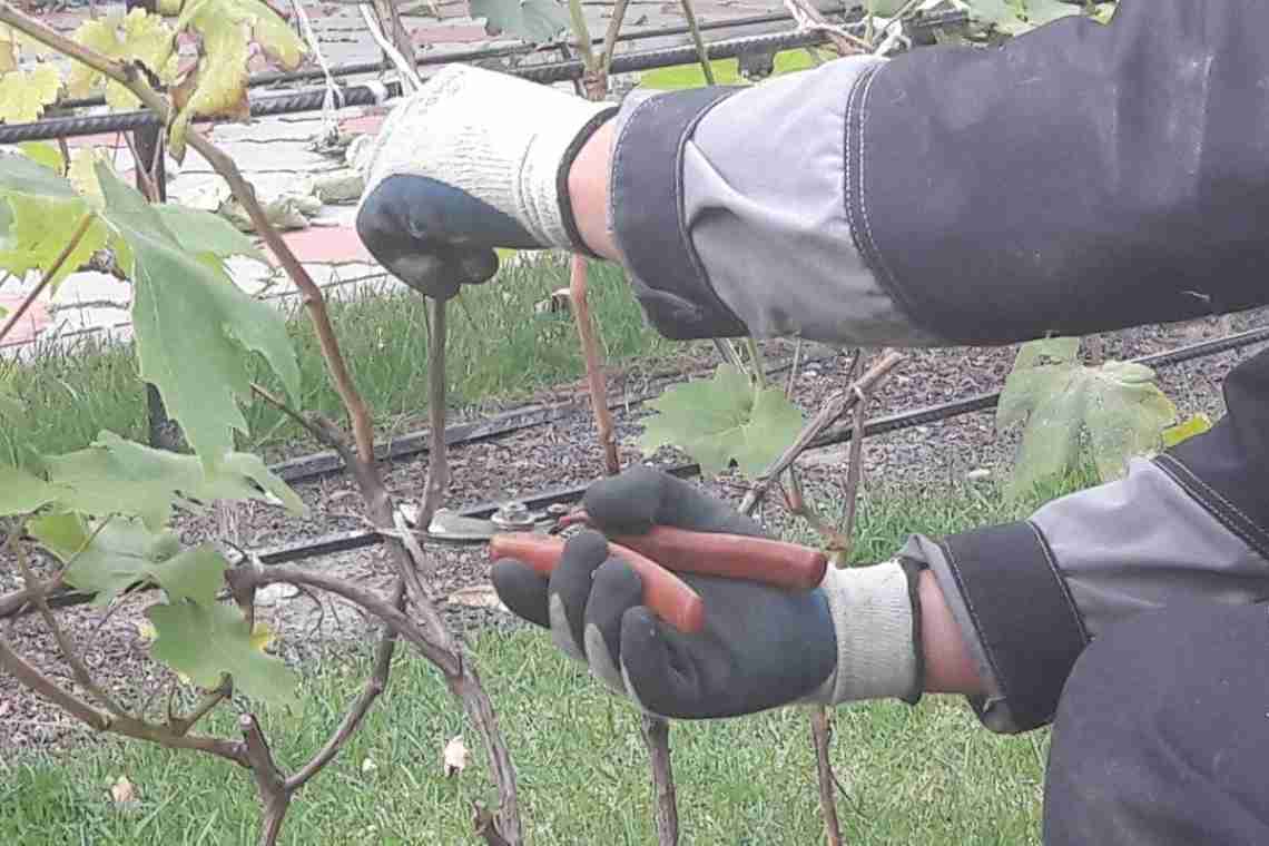 Особливості підживлення кущів винограду