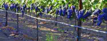 Вирощування винограду Нащадок Різамату