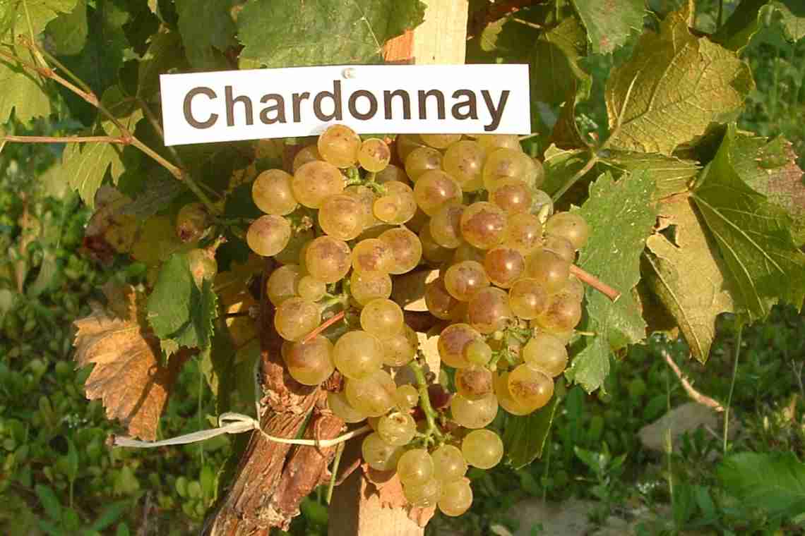 Характеристика винограду сорту Аліготе