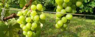 Сорт винограду Фавор