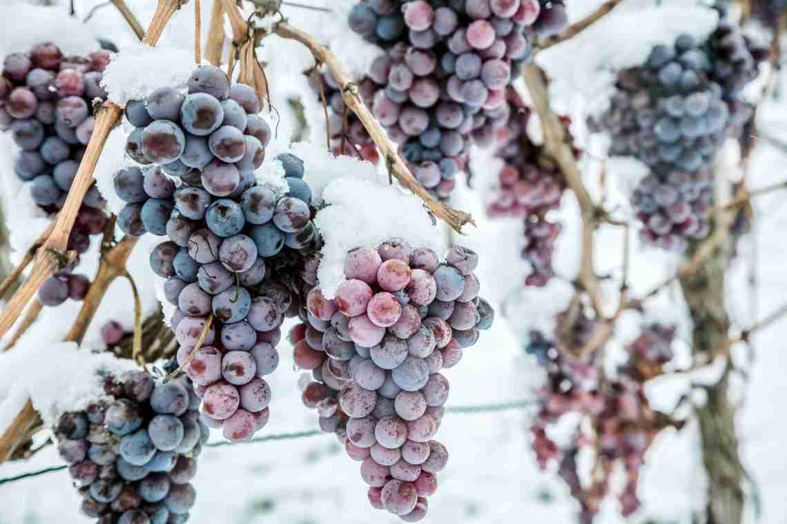Заготівля винограду на зиму в морозилці