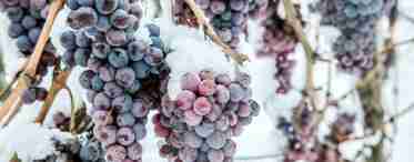 Заготівля винограду на зиму в морозилці